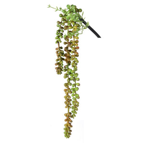 Hanging Berry Succulent