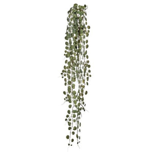 Hanging Mini Creeping Charlie Vine - Green