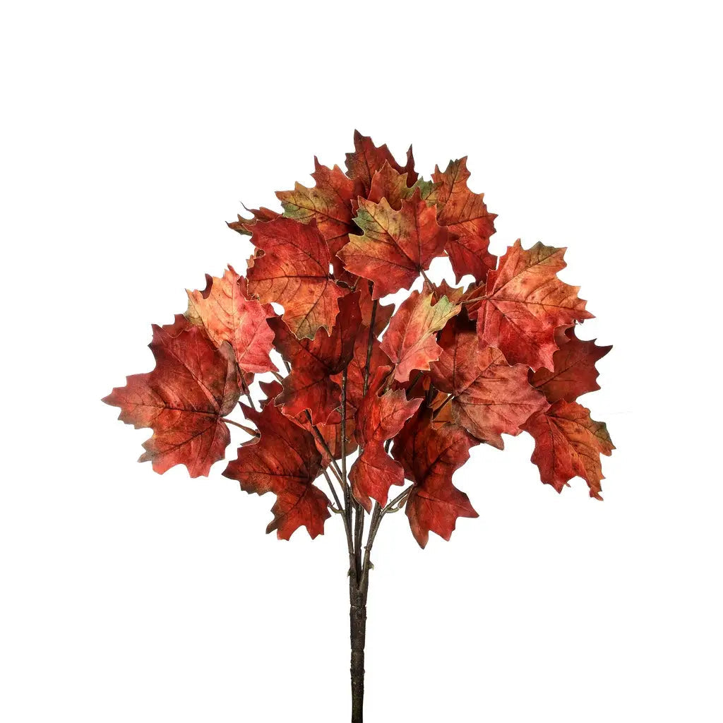 Maple Leaf Bush - 19
