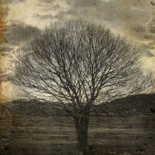 Load image into Gallery viewer, Sepia Tree Decoupage Paper - 11.7&quot; x 16.5&quot;
