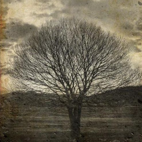 Sepia Tree Decoupage Paper - 11.7