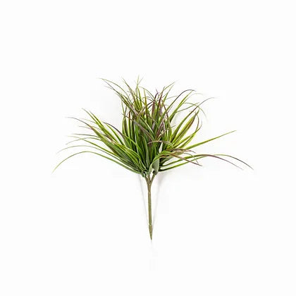 Tillandsia Grass - Purple