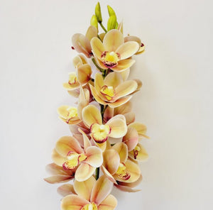 Cymbidium Orchid