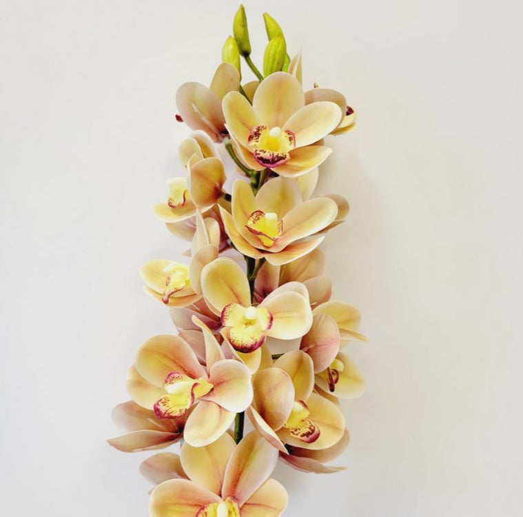 Cymbidium Orchid