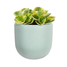 Load image into Gallery viewer, Wall Planter - Mint
