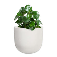 Load image into Gallery viewer, Wall Planter - White
