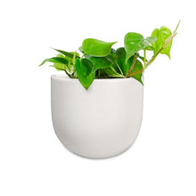 Load image into Gallery viewer, Wall Planter - White
