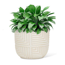 Load image into Gallery viewer, Textured Matte Planter - Small
