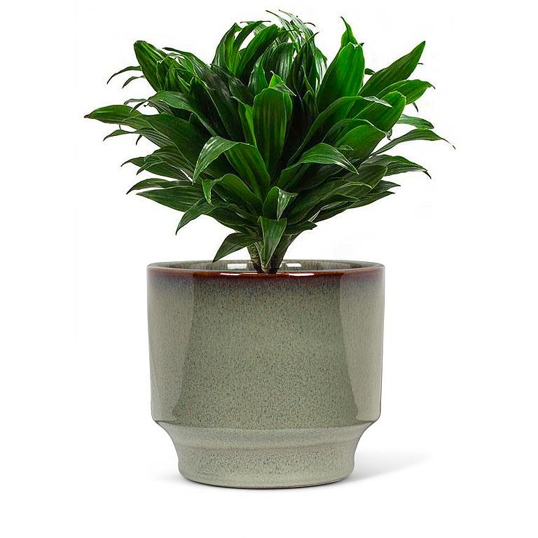 Small Shaped Planter - Green