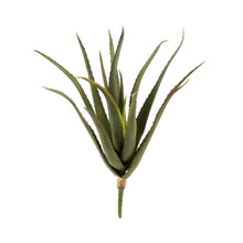 Load image into Gallery viewer, Aloe Stem
