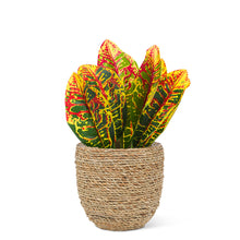 Load image into Gallery viewer, Seagrass Covered Planter

