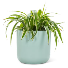 Load image into Gallery viewer, Large Classic Planter - Blue
