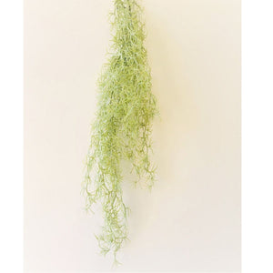 Hanging Spanish Moss Bush - Green