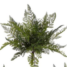 Load image into Gallery viewer, Fern Bush
