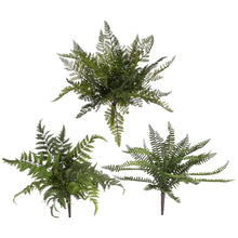 Load image into Gallery viewer, Fern Bush
