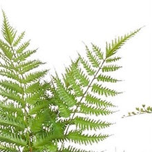 Load image into Gallery viewer, Fern Bundle
